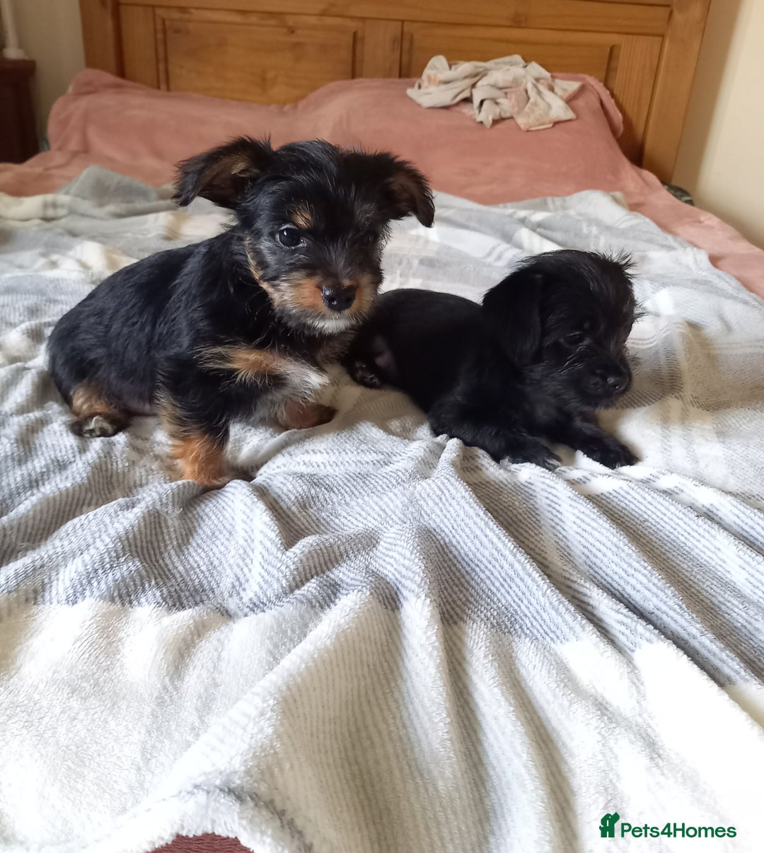 Mixed Breed dogs for sale: 💞 Beautiful Yorkie Russel Puppies 💞 - Image 20