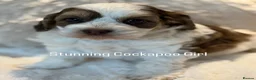 Cockapoo dogs for sale: Stunningly Marked F1 Cockapoo Girl  - Advert 2