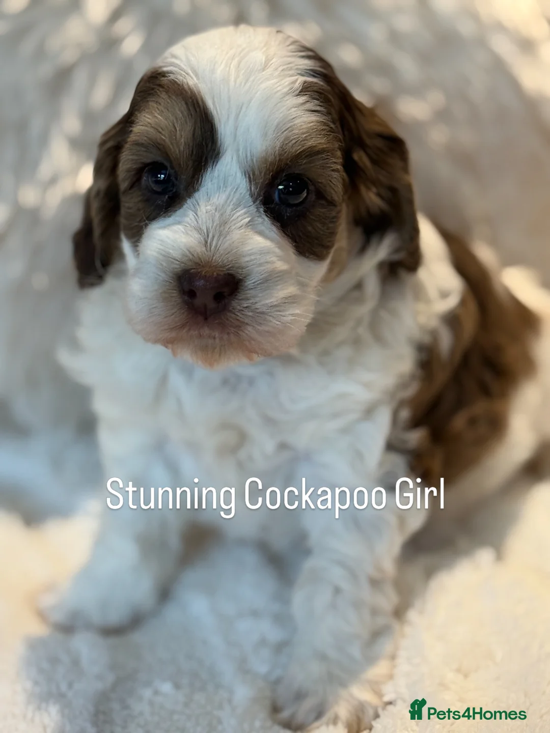 Cockapoo dogs for sale: Stunningly Marked F1 Cockapoo Girl  - Advert 2