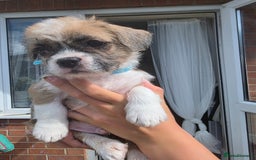 Mixed Breed dogs for sale: Reduced French bulldog x pomeranian pups 8 wks  - Image 14