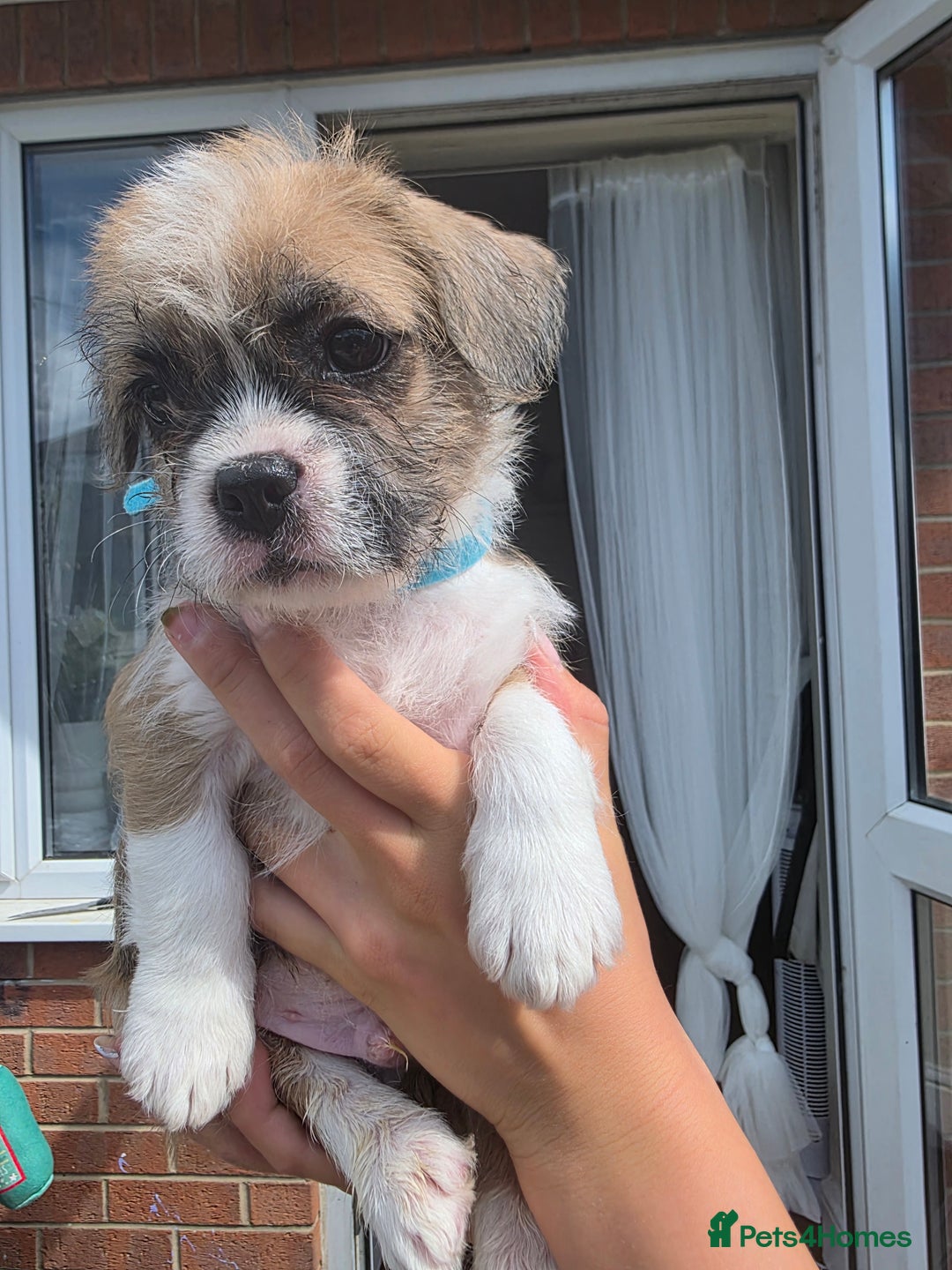 Mixed Breed dogs for sale: Reduced French bulldog x pomeranian pups 8 wks  - Image 14