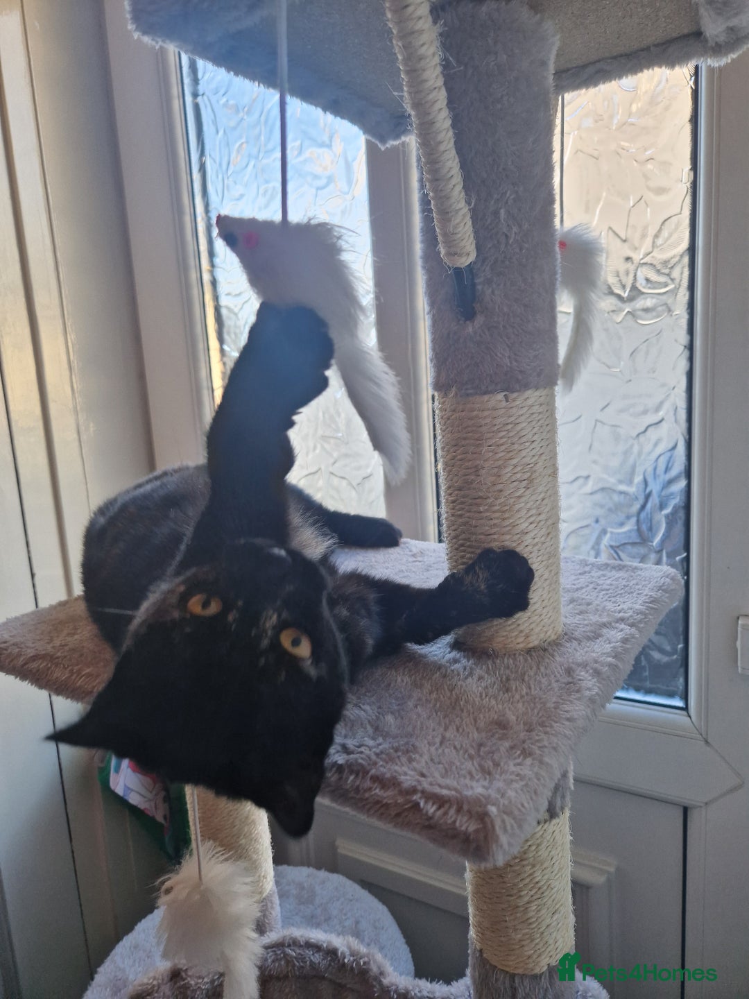 Domestic Shorthair cats for sale: Female Tortoise Shell Cat - Image 4