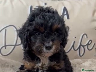 Cavapoo dogs DonnaJay’sCelebrityK9s EXCELLENT Trustpilot,Google - Advert 8