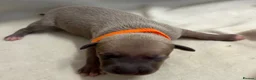 Whippet dogs for sale: Beautiful whippet puppies  - Advert 11