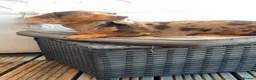 Miniature Dachshund dogs for sale: Chocolate & Tan Dapple. Blue & Tan Mini dachshunds - Advert 6