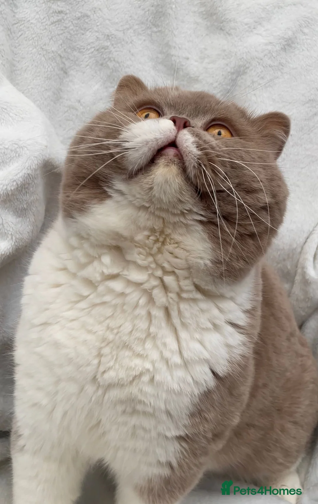 British Shorthair cats for stud: Blue n lilac copper eyed/ Quality PROVEN STUDS   - Advert 2