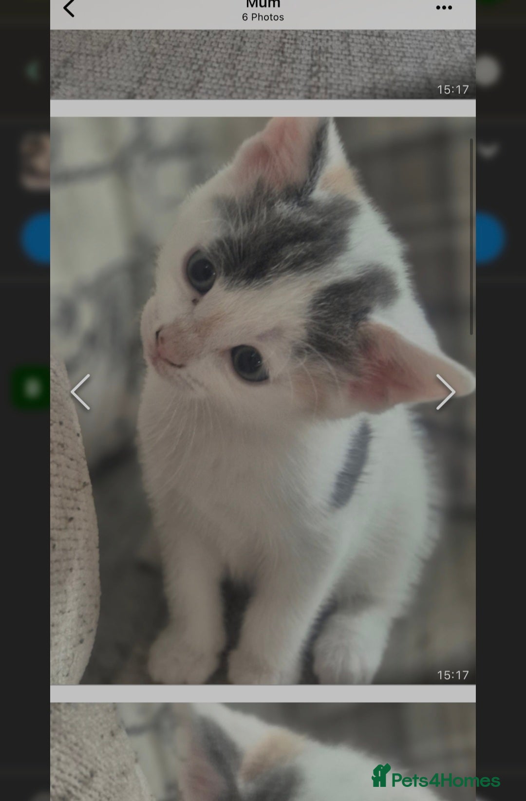 British Shorthair cats for sale: Beautiful female kitten - Image 1