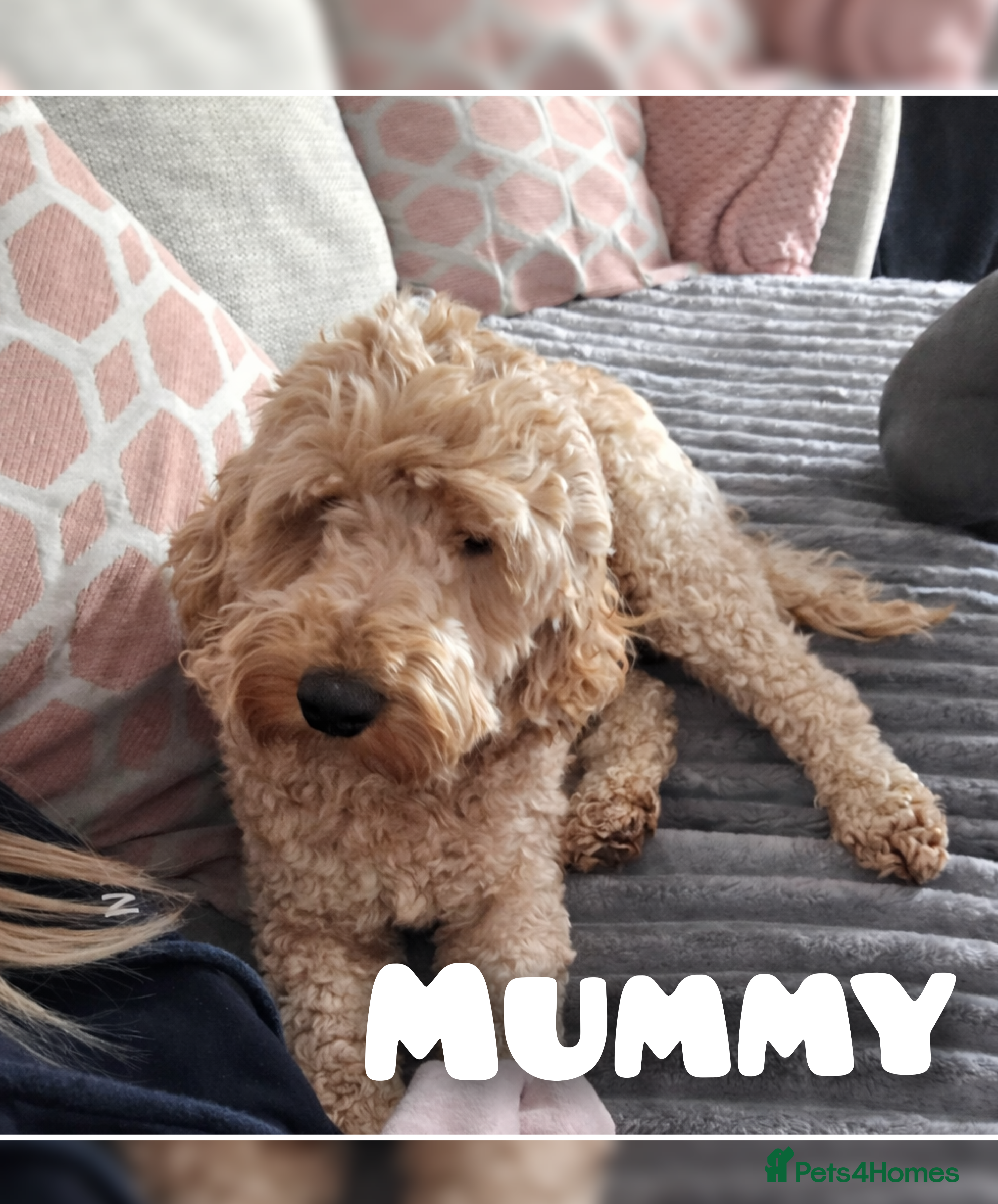 Cockapoo dogs Cockerpoo Puppies F2 - Advert 6