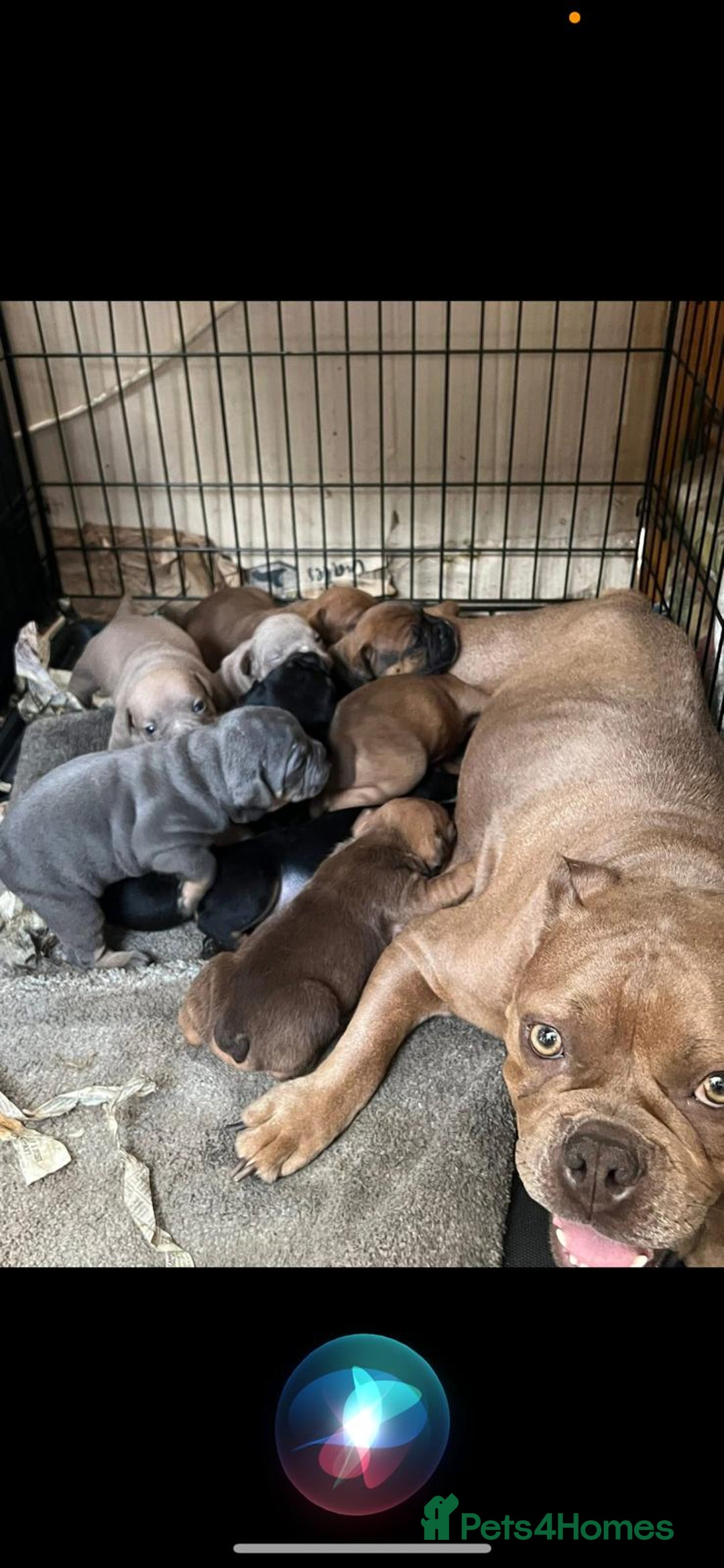 Dorset Olde Tyme Bulldogge dogs for sale: Pups for sale - Image 8