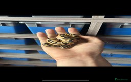 Python Snake reptiles for sale: Ball python - Image 2