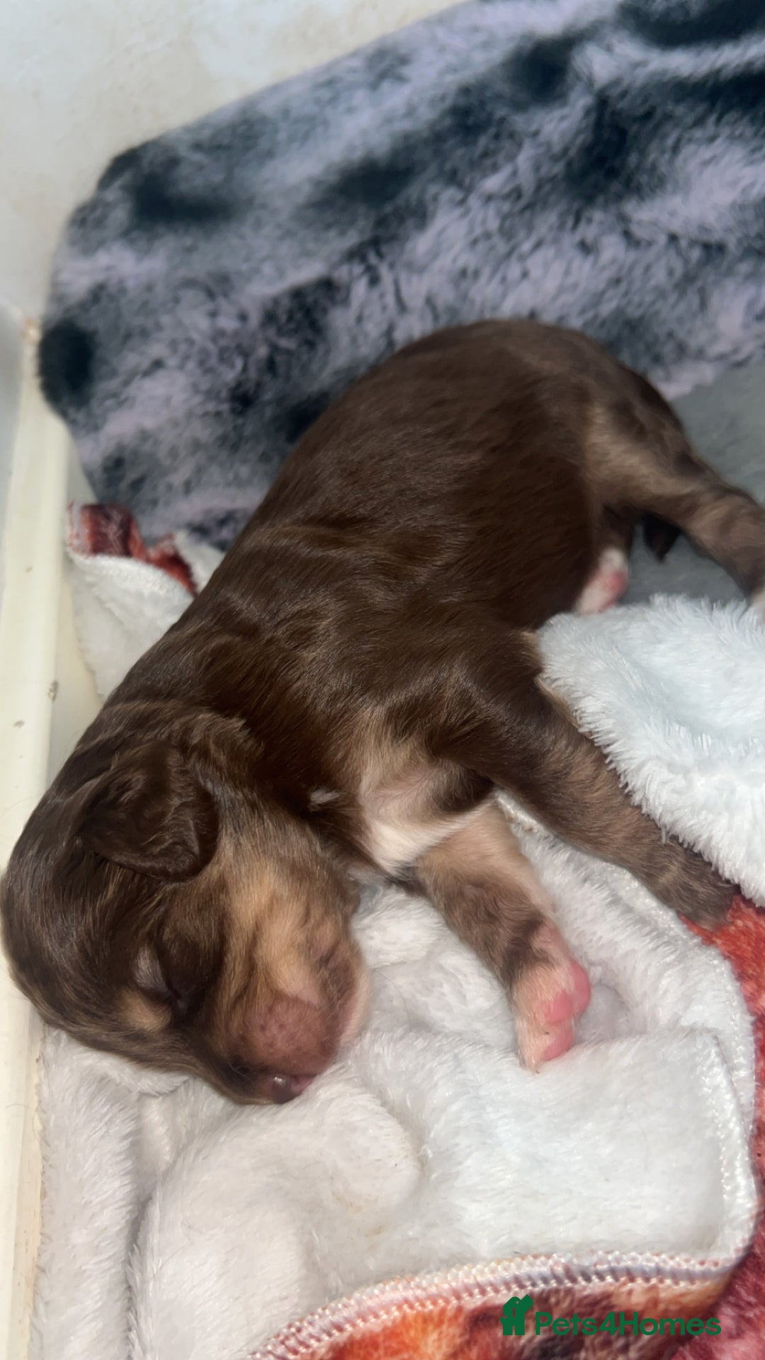 Cockapoo dogs for sale: Multi-Gen Cockapoo Puppies for sale.  - Image 10