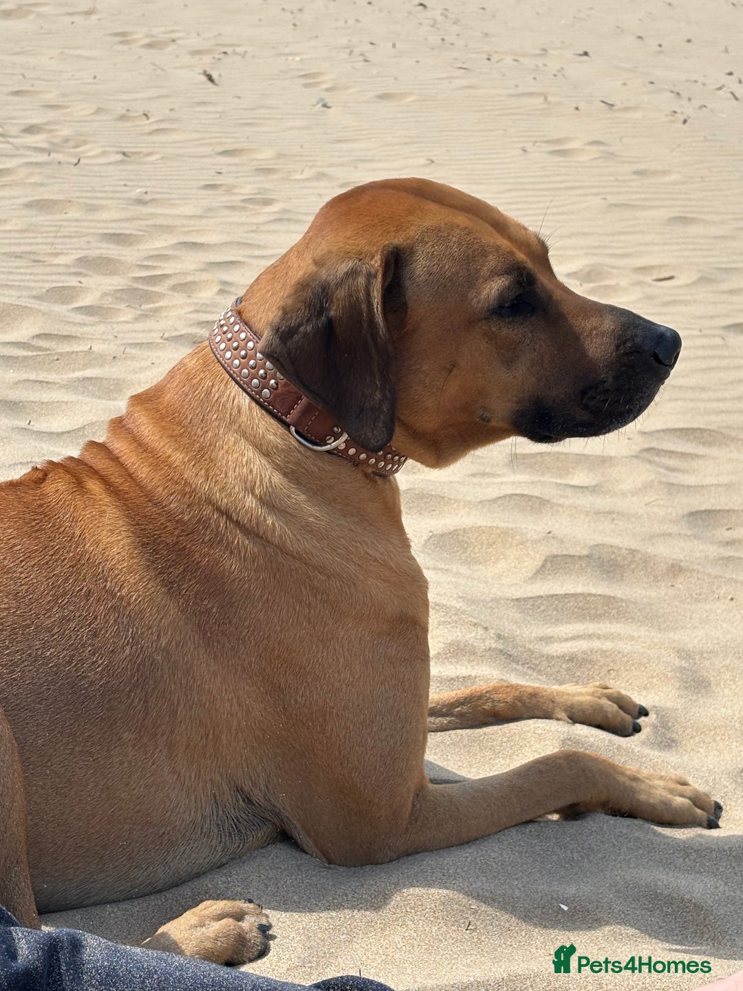 Rhodesian Ridgeback dogs for stud: Rhodesian Ridgeback - Advert 8