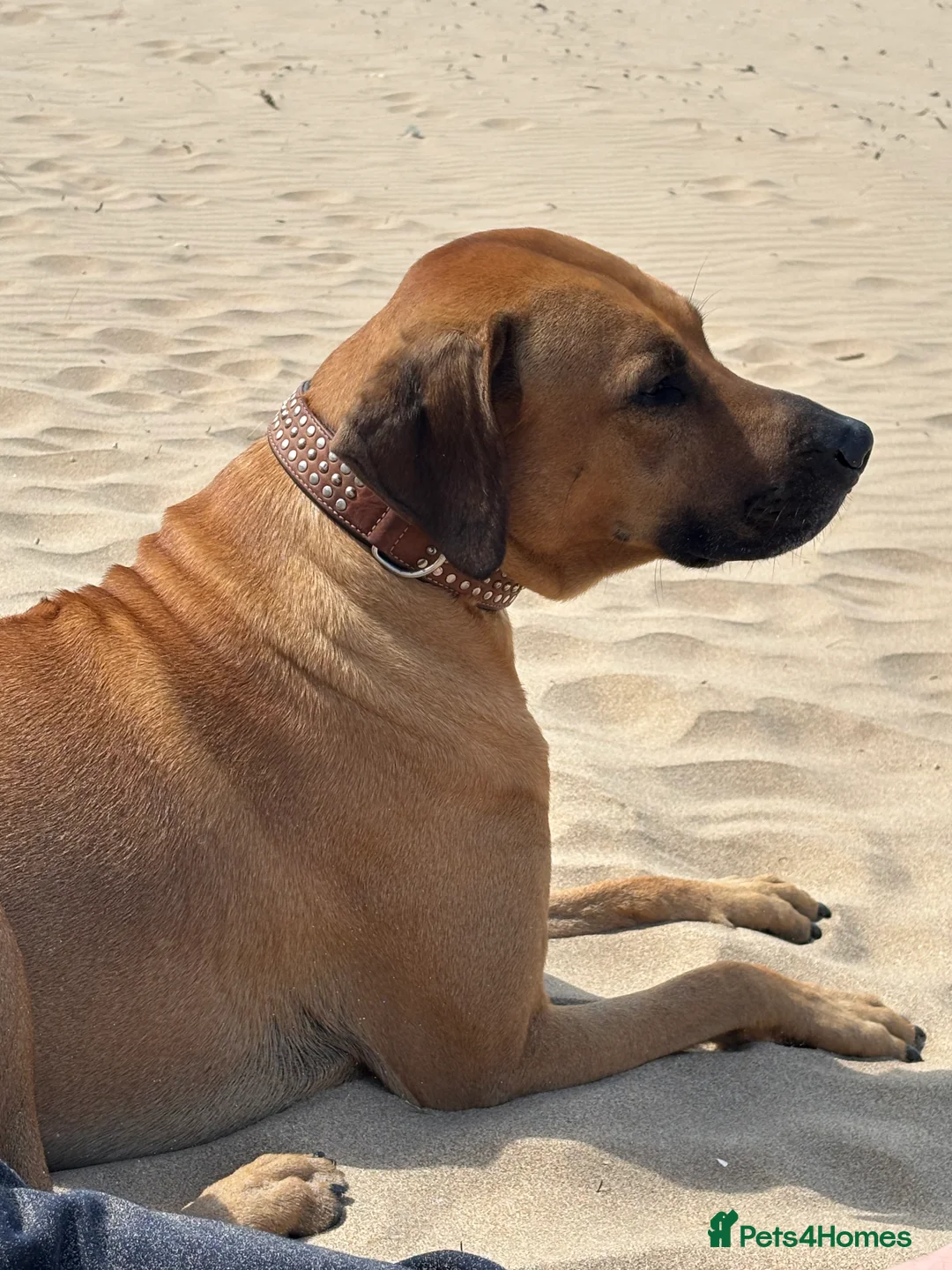 Rhodesian Ridgeback dogs for stud: Rhodesian Ridgeback - Advert 8