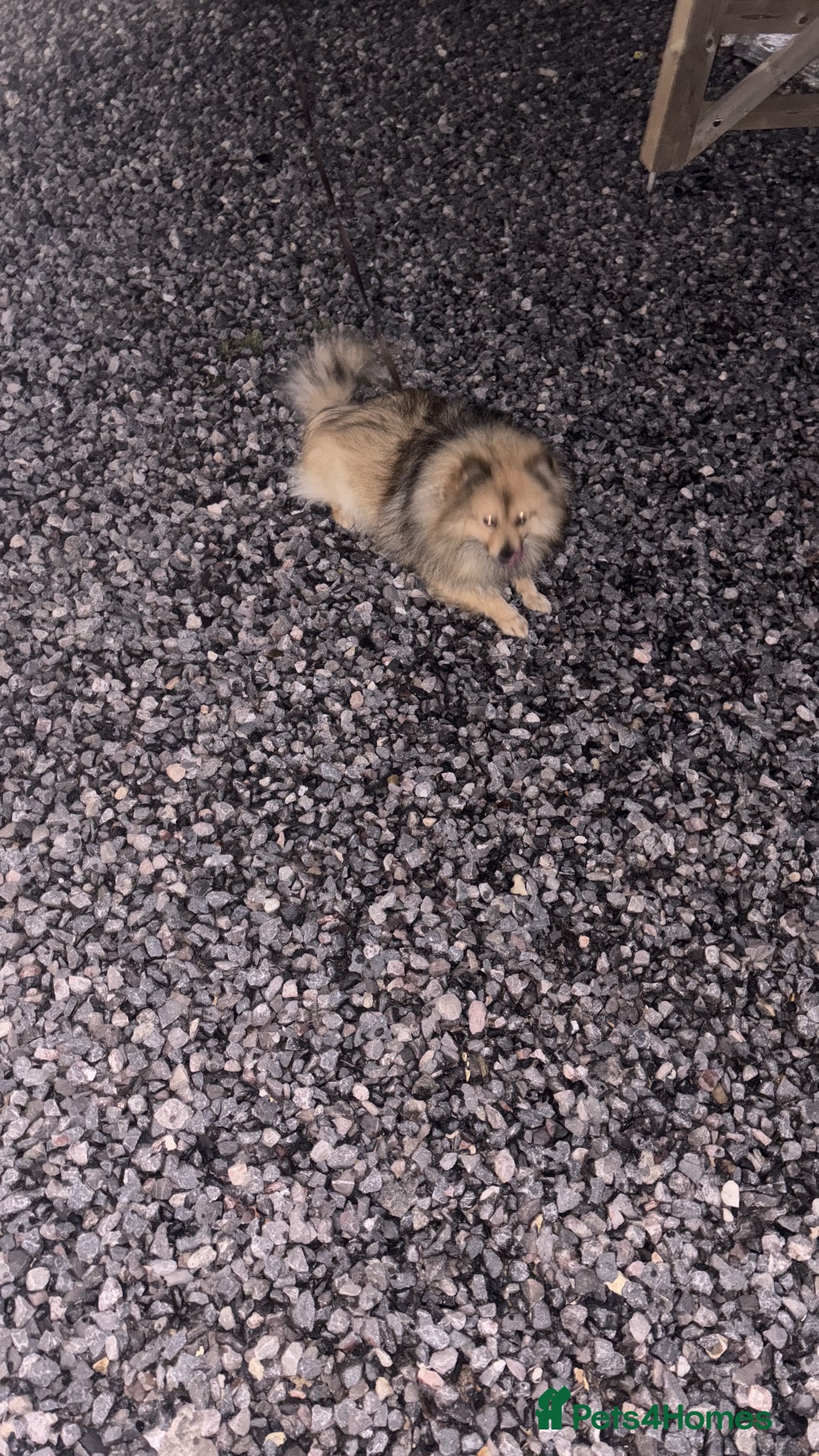 Pomeranian dogs for sale: Our 3 year old Pomeranian boy  - Image 2