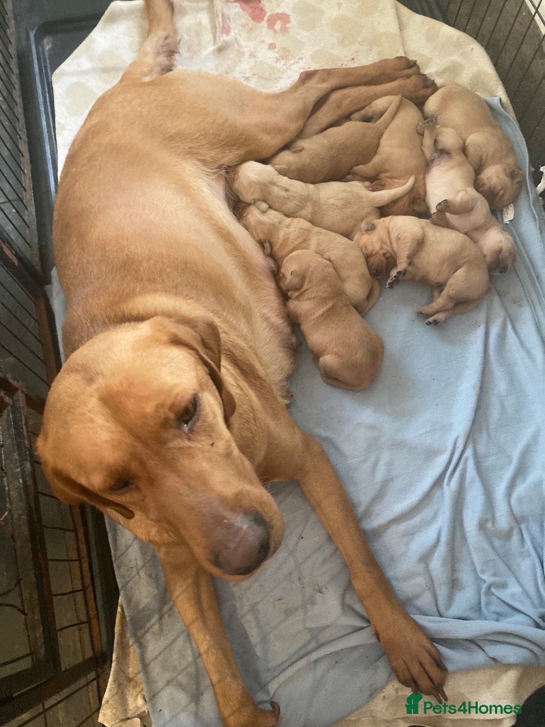 Goldador dogs for sale: Goldador  - Advert 8