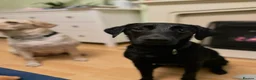 Labrador Retriever dogs for sale: Two Labradors looking for their forever home in Liverpool - Advert 3