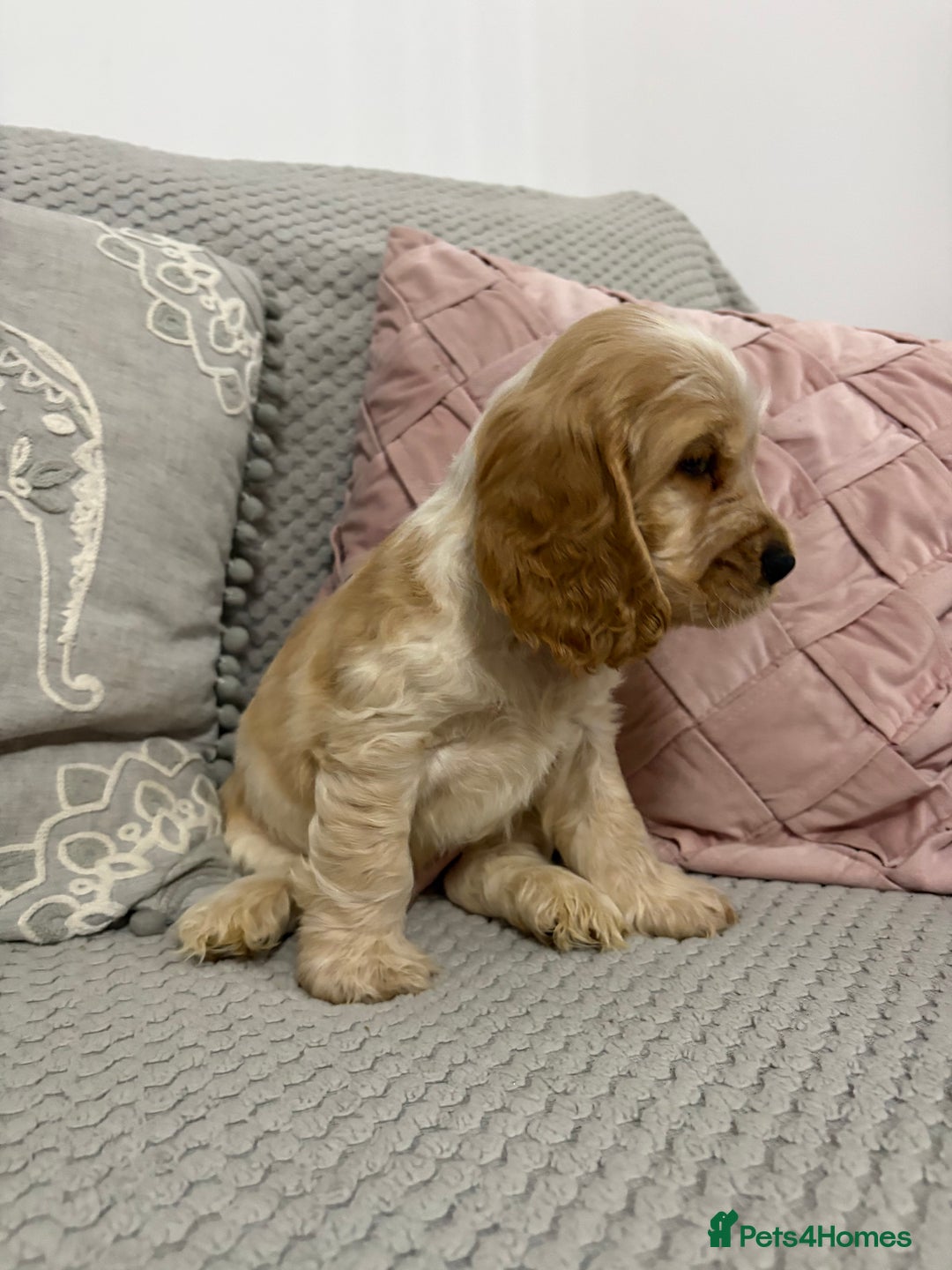 Cocker Spaniel dogs for sale: KC Reg Delightful Show Type Cocker Spaniels - Advert 21