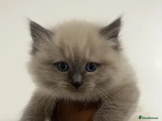 Ragdoll cats 🐾 Beautiful Female Lilac Ragdoll Kitten - Advert 14