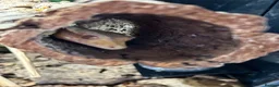Gecko reptiles for sale: Lovely Crested Gecko and complete setup in Ardrossan - Advert 5