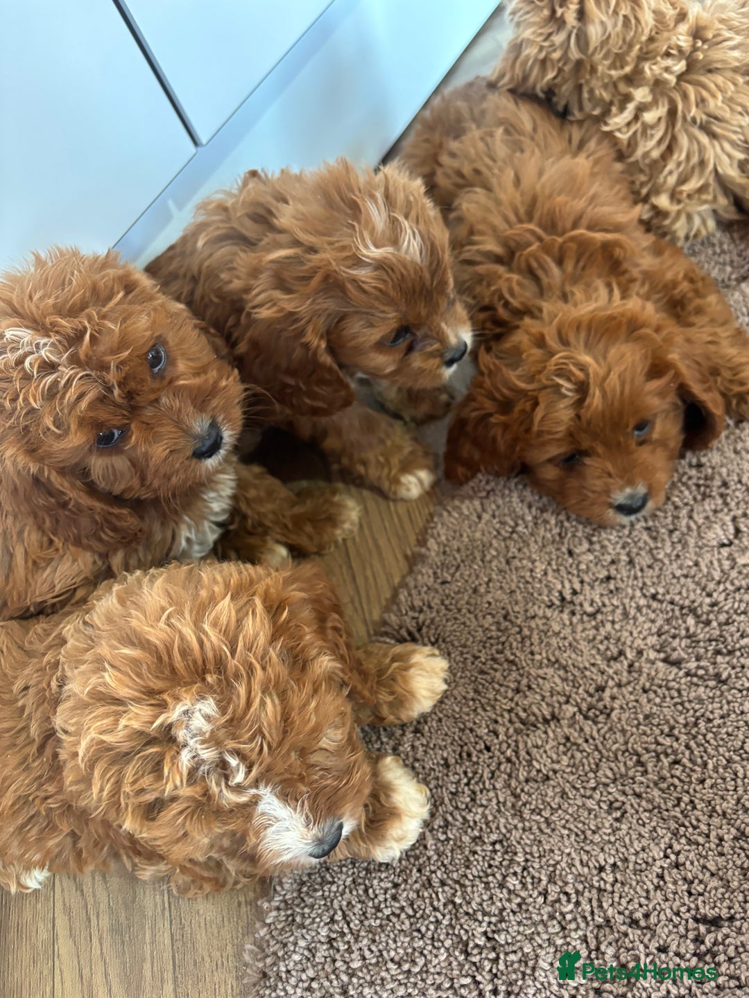 Cavapoo dogs for sale: Gorgeous cavapoos  - Image 2