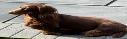 Miniature Dachshund dogs for sale: PICTURE PERFECT little girl  LONG HAIRED  - Advert 2