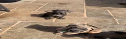 Cane Corso dogs for sale: Brutus(X-Man) World Winner line Cane Corso Puppies - Advert 5