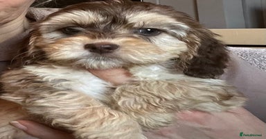 Cockapoo dogs 🩷READY TO LEAVE - Beautiful F1 Cockapoo pups  - Advert 16