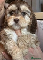 Cockapoo dogs 🩷READY TO LEAVE - Beautiful F1 Cockapoo pups - Advert 16