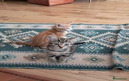 European cats for sale: 2x male kittens - Image 1