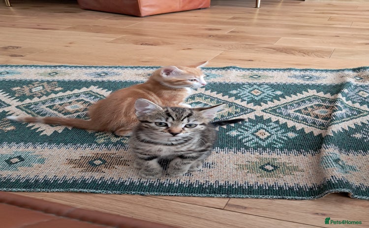 European cats - Advert 1