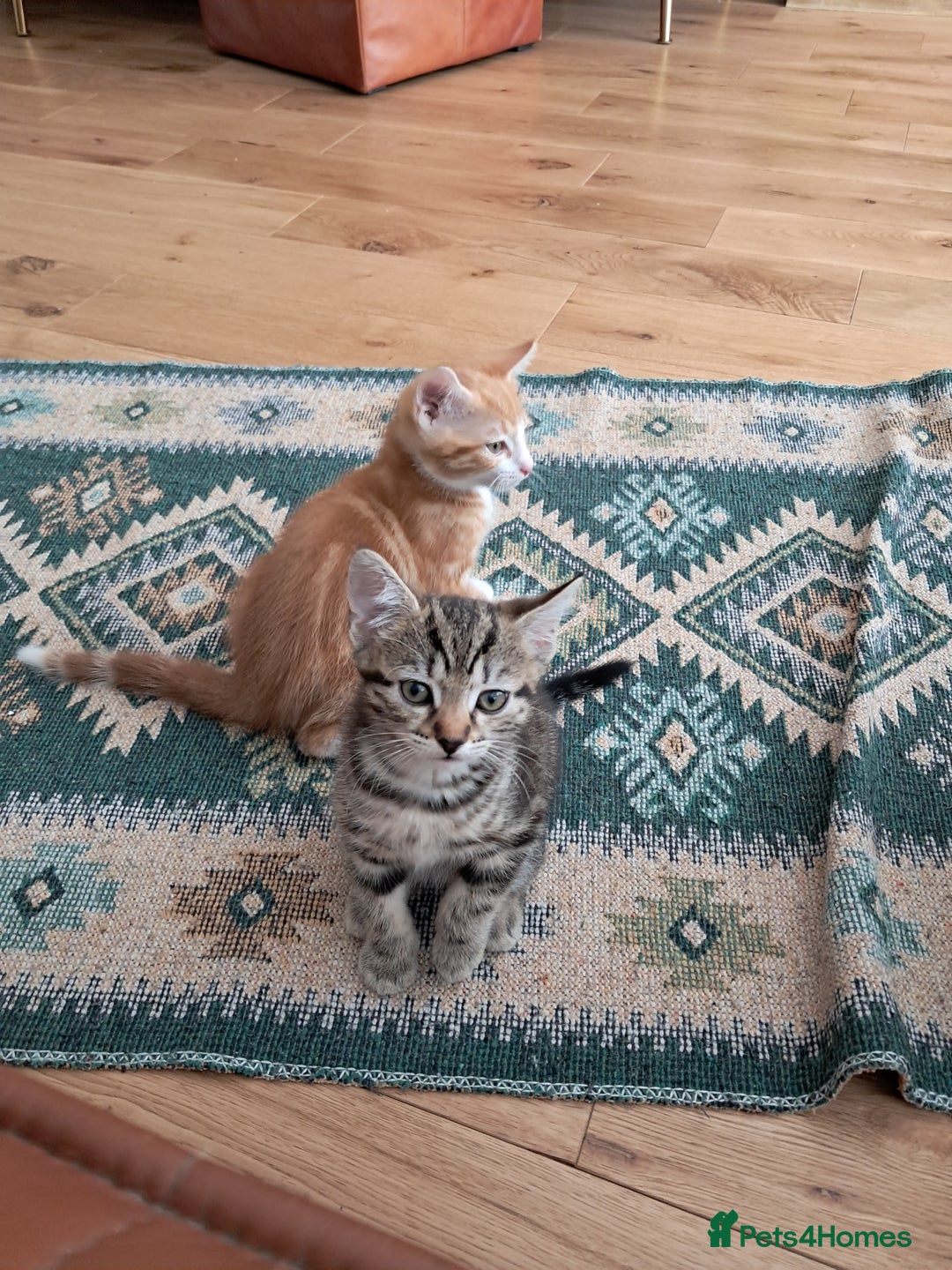 European cats for sale: 2x male kittens - Image 1