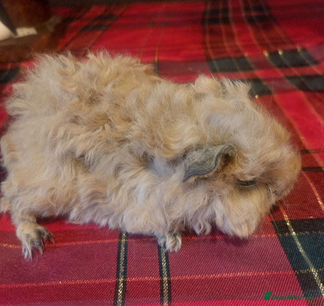 Guinea Pig rodents for sale: Lunkarya texal guineapigs  - Advert 4
