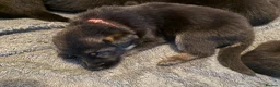 German Shepherd dogs for sale: 11 adorable bouncy German Shepard puppies  - Advert 22