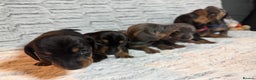 Dachshund dogs for sale: 6 Absolutely stunning dachshund  puppies for sale - Advert 14