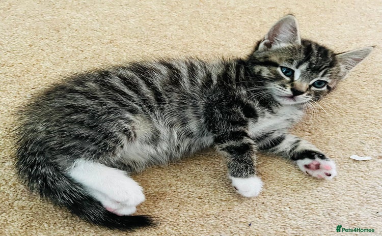 Mixed Breed cats - Advert 3