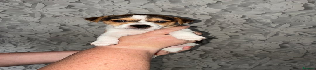 Jack Russell Puppy 1