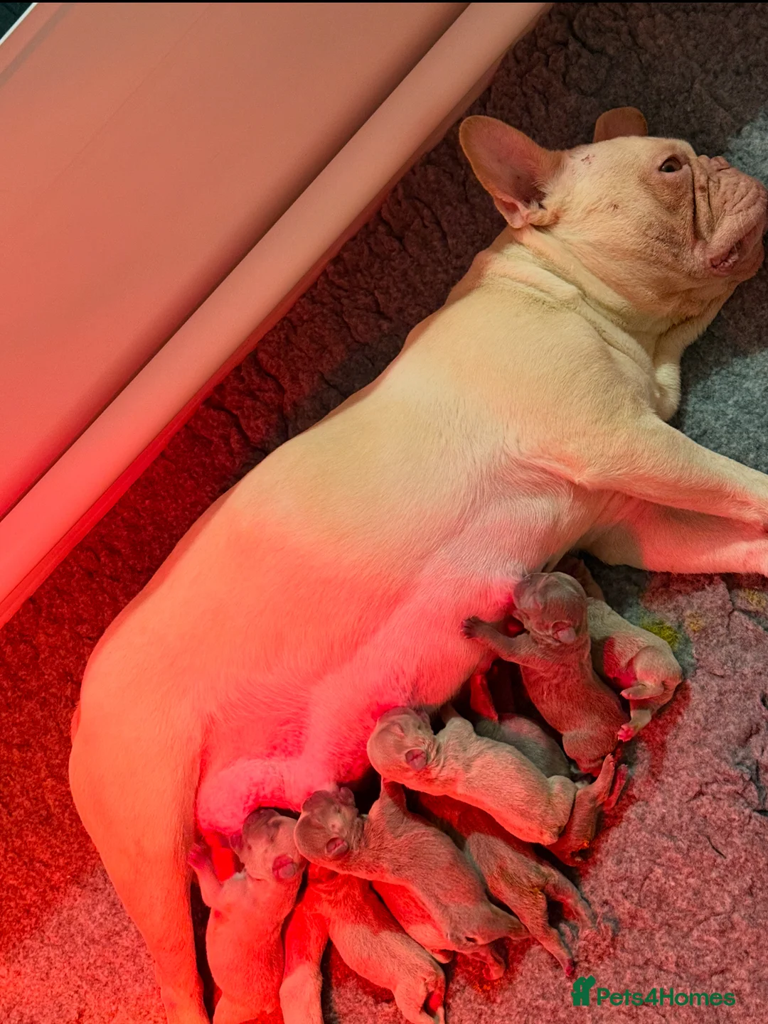 French Bulldog dogs for sale: Male French Bulldog - Advert 12