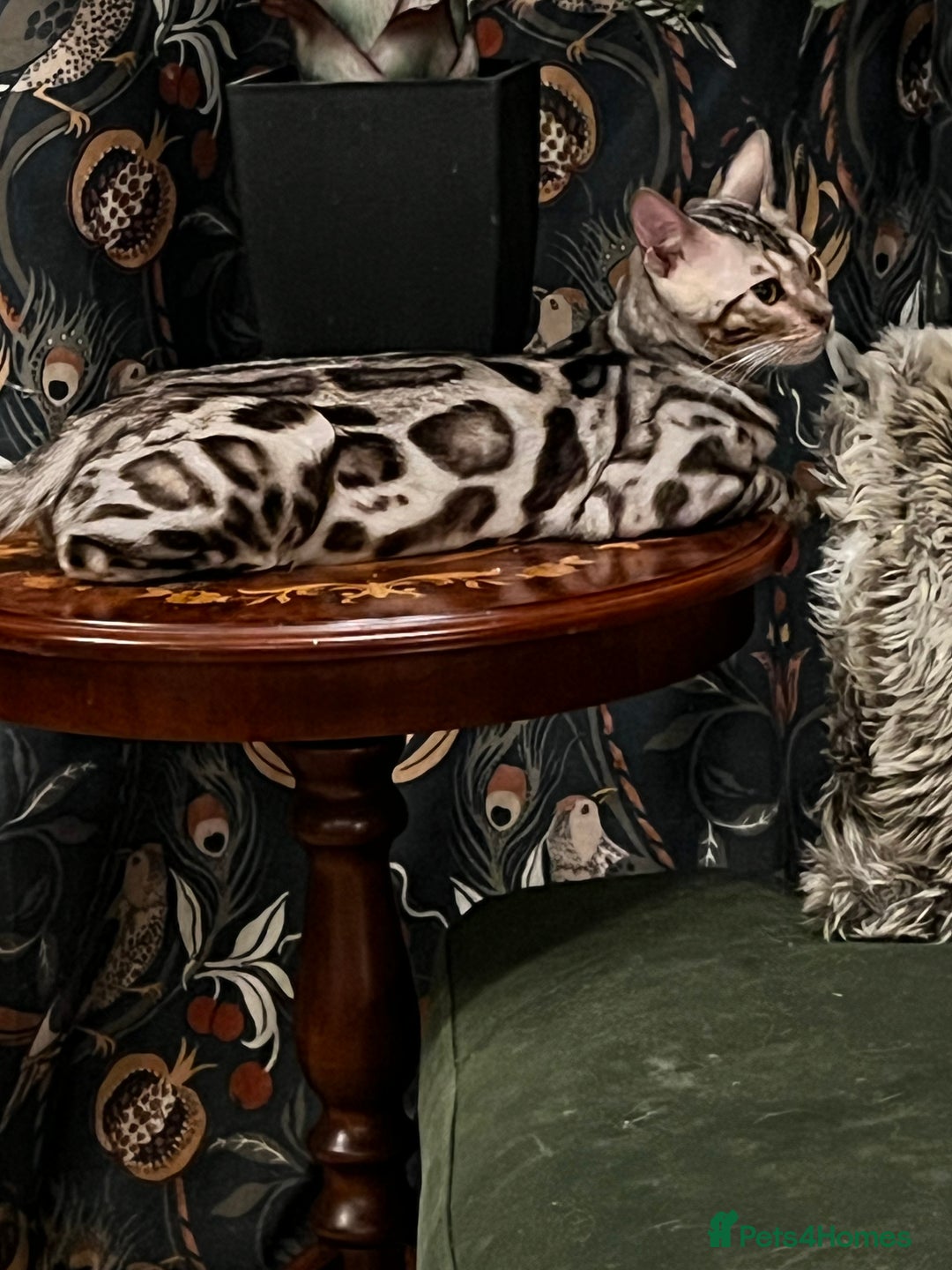 Bengal cats for sale: Stunning Silver Rosetted Male Bengal Kitten - Advert 3