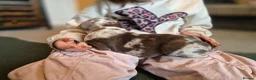Cockerdor dogs for sale: F1b cockerdors - Advert 30