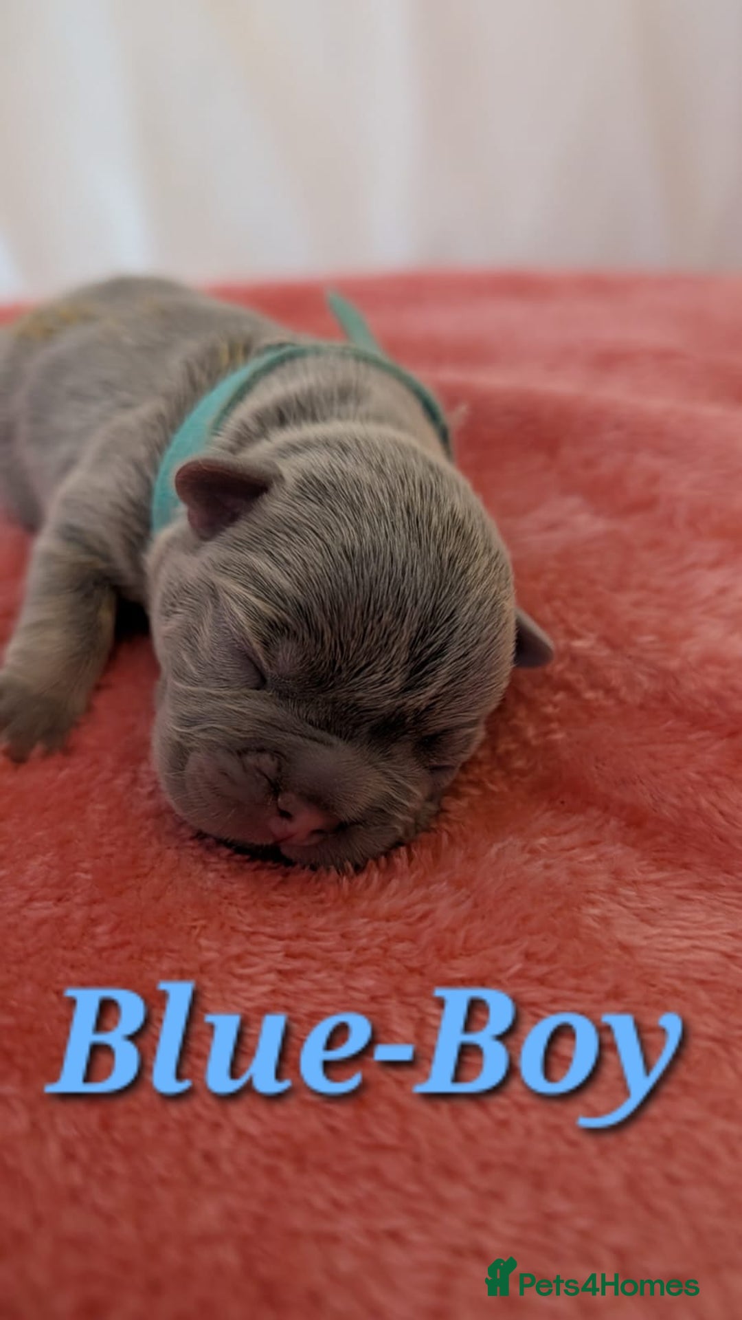 French Bulldog dogs for sale: French Bulldog puppies - Advert 11