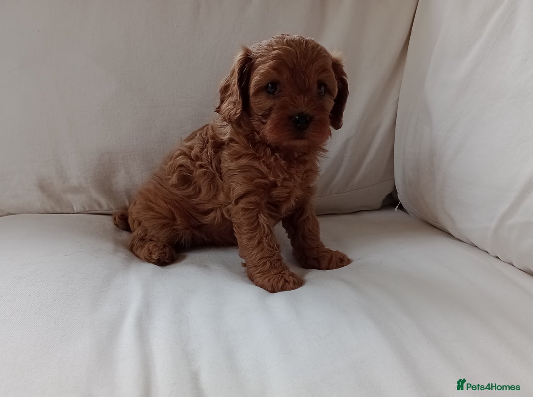 Cavapoo dogs for sale: Gorgeous Red F1 Cavapoo Puppies With H/T Parents - Image 18