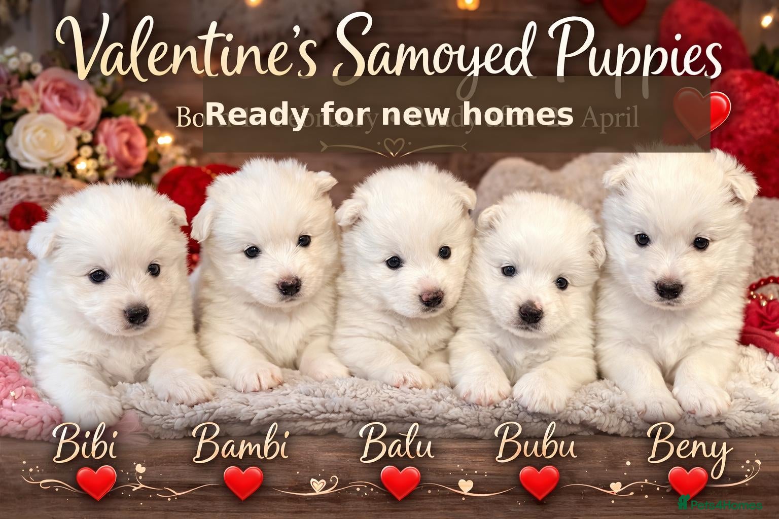 Samoyed dogs 🐾puppies are ready for new happy homes🐾 - Advert 4