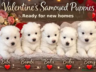 Samoyed dogs 🐾puppies are ready for new happy homes🐾 - Advert 4