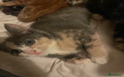 Domestic Shorthair cats for sale: 5 beautiful kittens  - Image 18