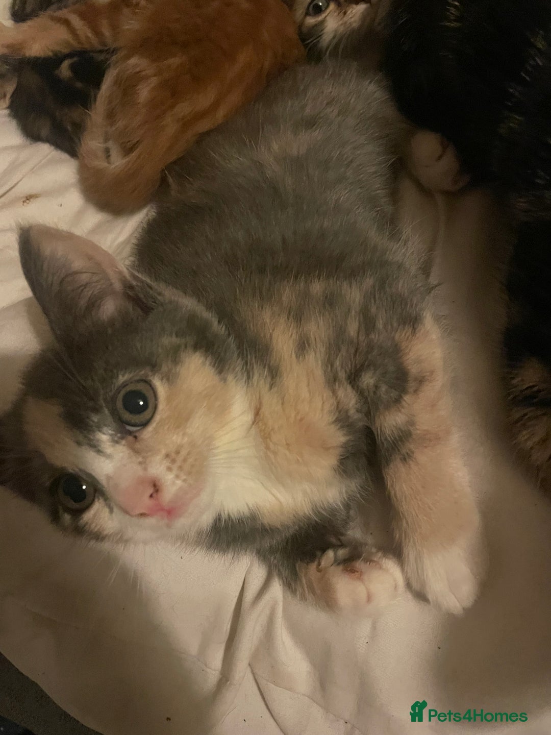 Domestic Shorthair cats for sale: 5 beautiful kittens  - Image 18