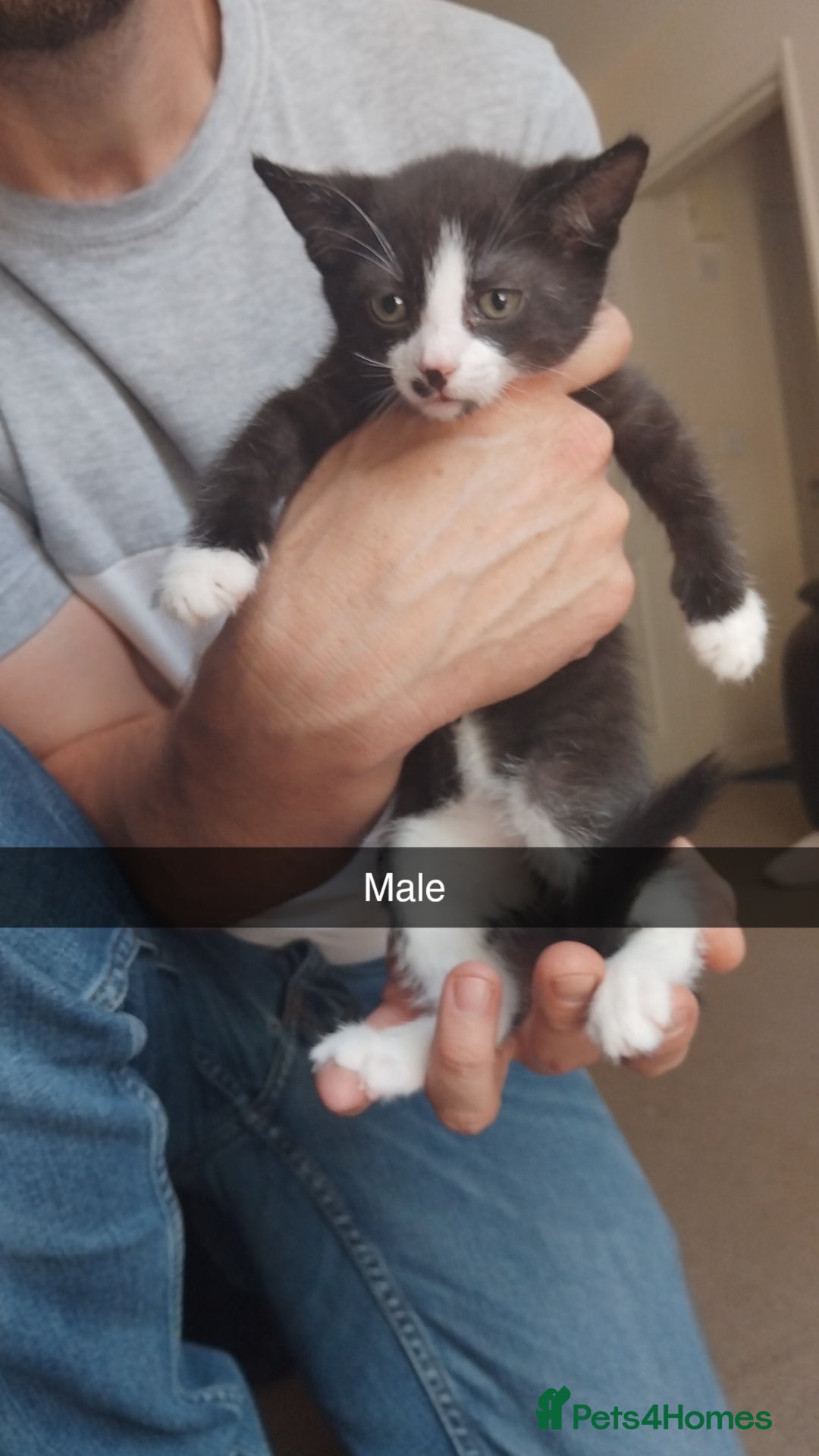 British Shorthair cats for sale: Ready for forever homes - Image 4