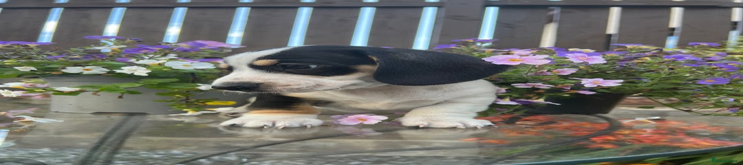 Piebald 