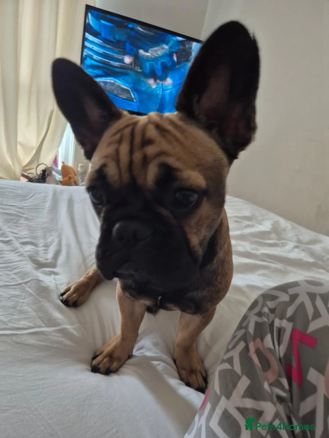 French Bulldog dogs for sale: Female french bulldog in Crawley - Advert 2