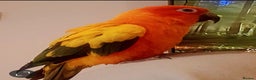 Conures birds for sale: Sun Conure & Jenday Conure  - Advert 6