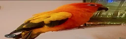 Conures birds for sale: Sun Conure  - Advert 1